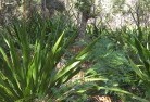 Sandy Gully NSWplanting-garden-and-landscape-design-46.jpg; ?>